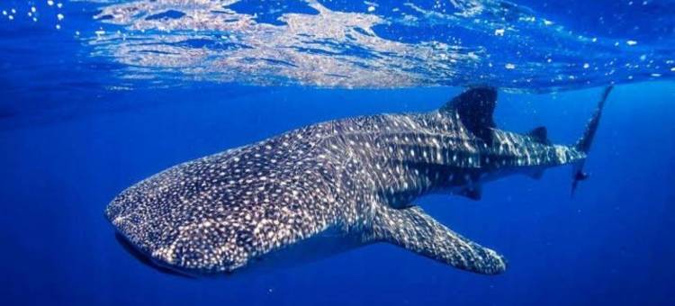 费尔纳多斯酒店(Fernando's Hotel)图片