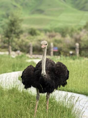 布谷秘境·Fairyland Sky Ranch｜山景童话民宿(那拉提景区店)图片