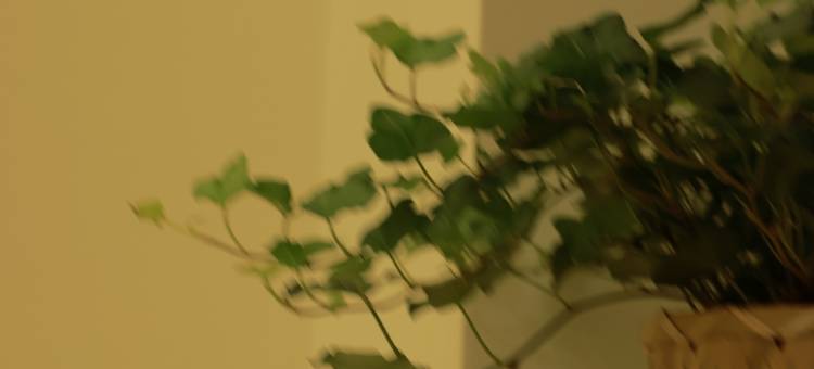 金诺别墅民宿(jinnuo vacation home)图片