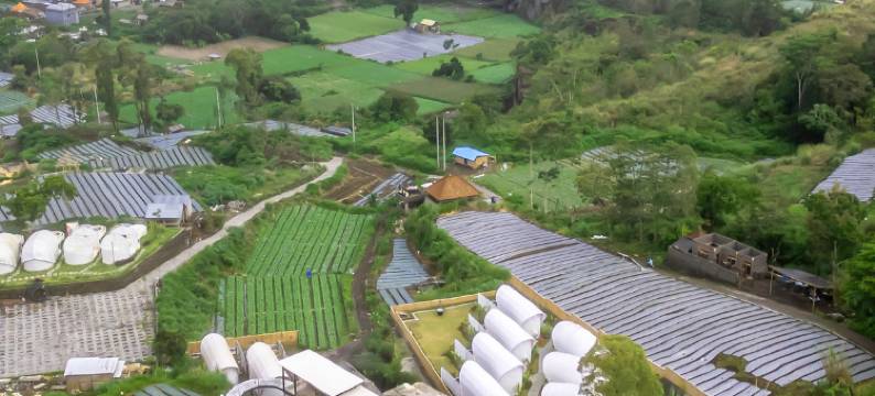 杜威金塔玛尼酒店(The Dewi Kintamani)图片