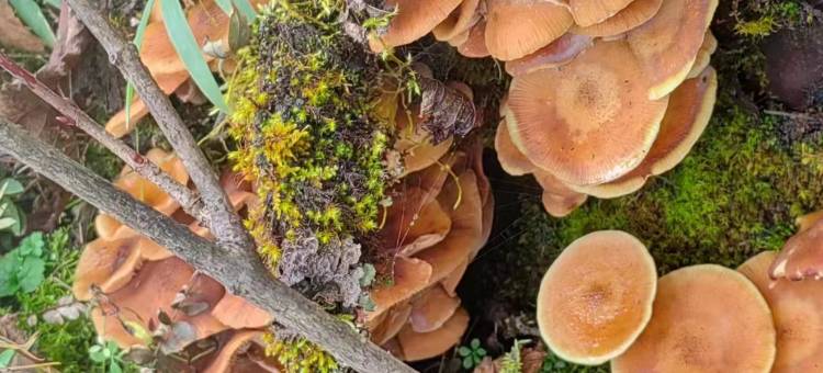 宝兴逸萱客栈图片