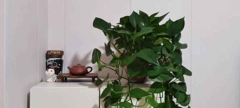 扬州许家小宅客栈图片