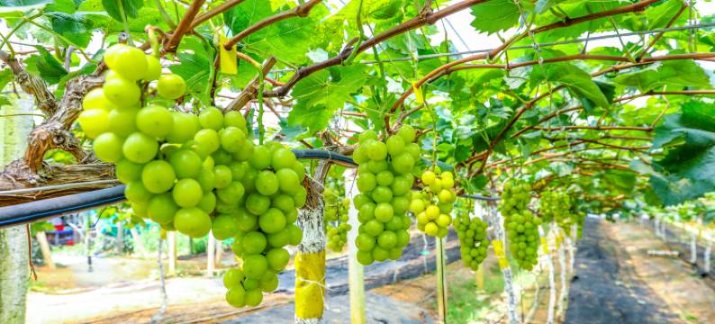 清远千影悦·生态研学·亲子农旅帐篷民宿图片