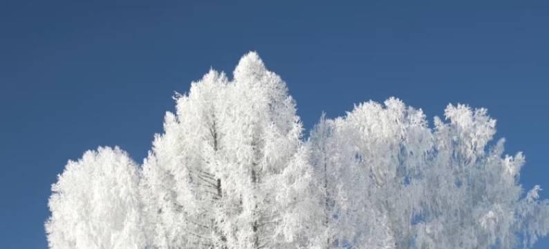 不如野·奢·林时有事Forest设计师度假民宿(喀纳斯景区店)图片