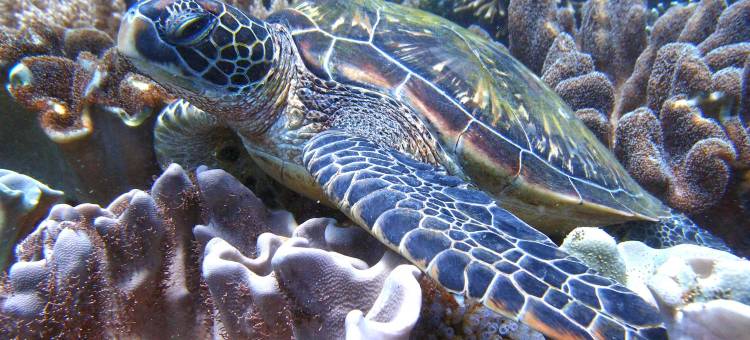 Carpe Diem Villas & Resort 潜水及住宿度假村(Carpe Diem Villas & Resort Dive & Stay resort)图片