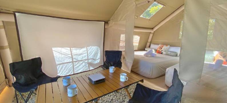 Stellar 金山金马伦(Stellar GoldenHill Cameron)图片