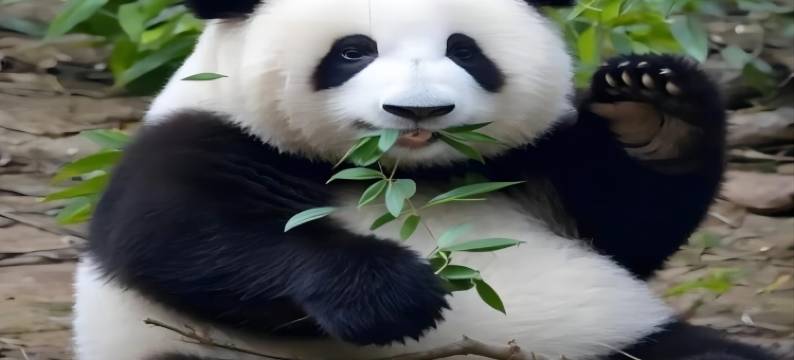 成都太古里未来中心漫心酒店图片