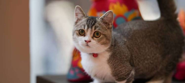 居无竹民宿(何园皮市街店)图片