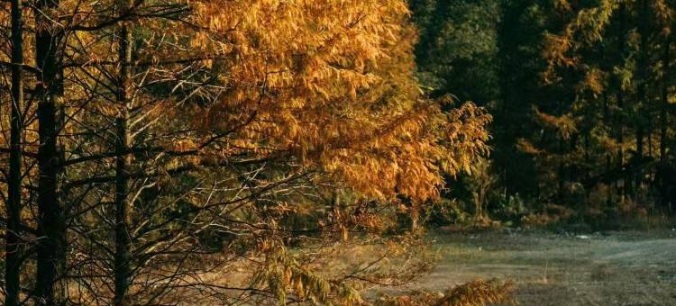 杉咖咔·Camping山林野营度假民宿图片