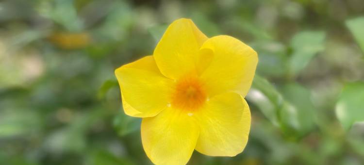 Villa Alamanda图片