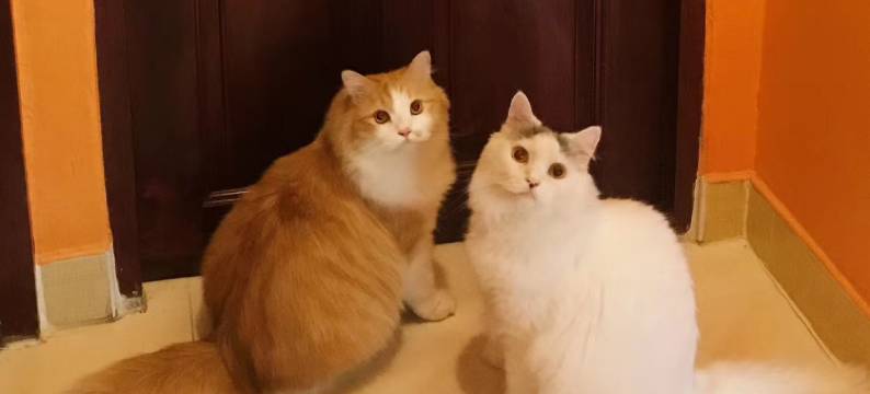 普吉岛宜家小驻(Phuket So Sweet Home)图片