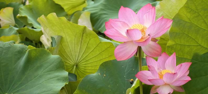 花筑·钟灵毓秀·雲中自在居·百年进士府邸(景宁云中大漈店)图片
