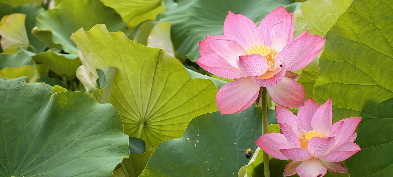 花筑·钟灵毓秀·雲中自在居·百年进士府邸(景宁云中大漈店)图片