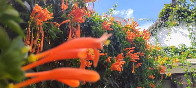 要有花客栈图片