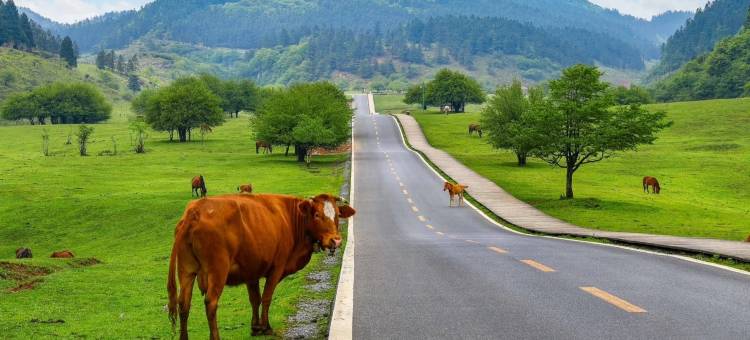 花筑·仙女山夜宴客栈(游客接待中心店)图片