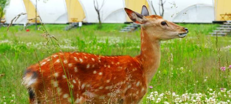 香格里拉茸洽·Glamping娜姆措温泉帐篷营地图片