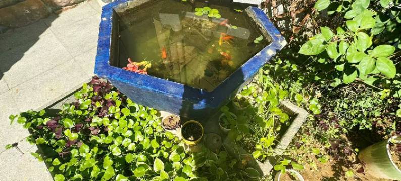 威海玉兰小院图片