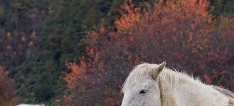 半渡·安那达野奢度假庄园(香格里拉店)图片