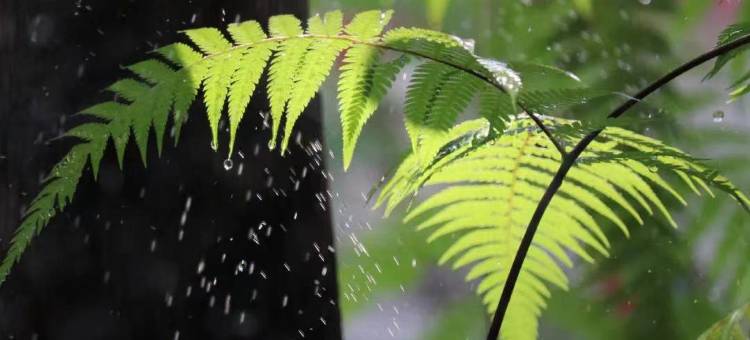 西双版纳稷泽万达文华度假酒店图片