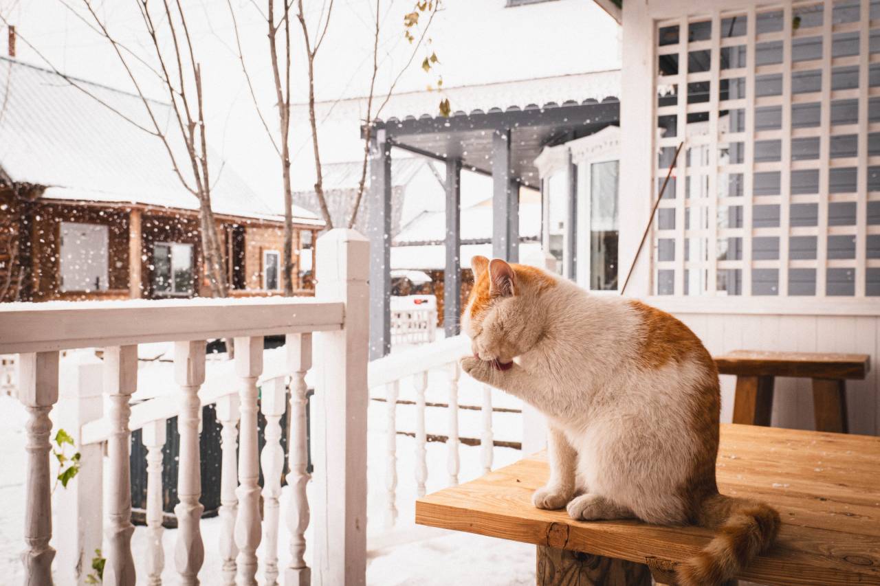 大列巴花庄园(额尔古纳恩和俄罗斯民族乡店)图片