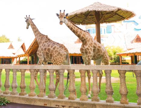 郑州银基冰雪酒店(动物王国店)图片