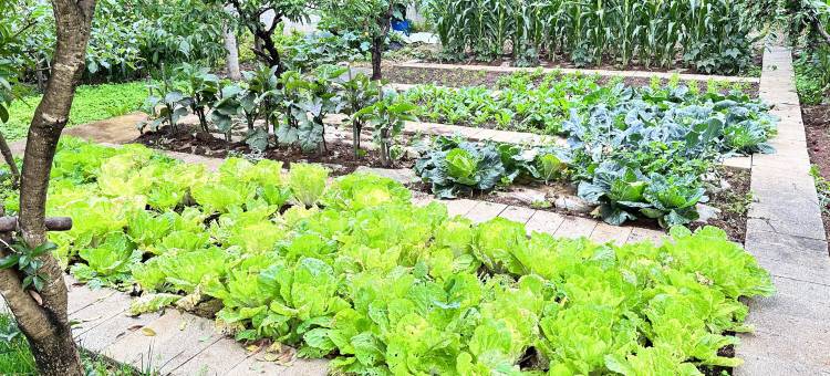 丽江乡村客栈图片