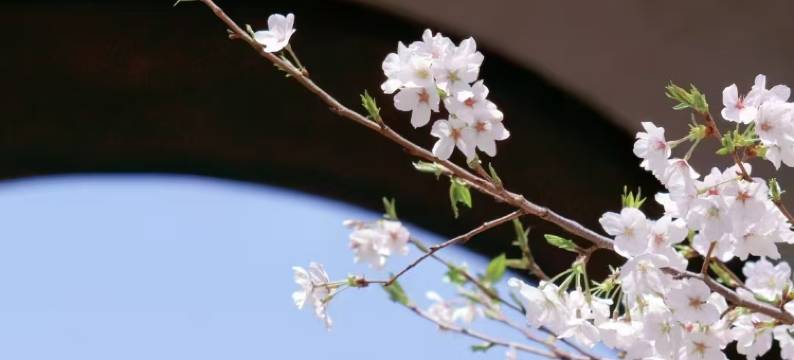 岚舍酒店(武汉大学小洪山地铁站店)图片