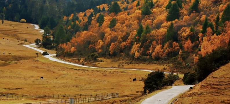 林芝·鲁朗丨Natural oxygen bar财鹿庄园(鲁朗国际旅游小镇店)图片