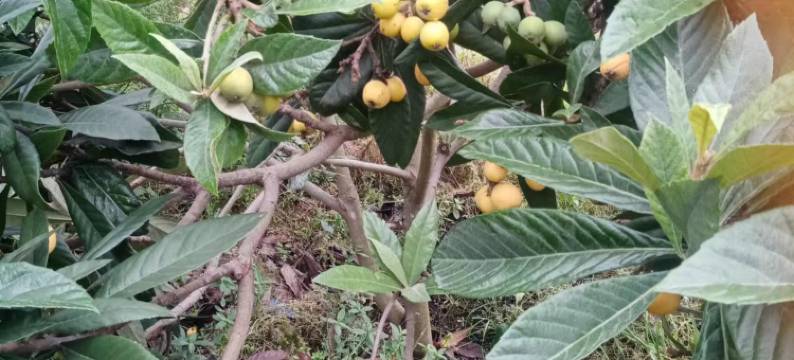 建德明森民宿图片