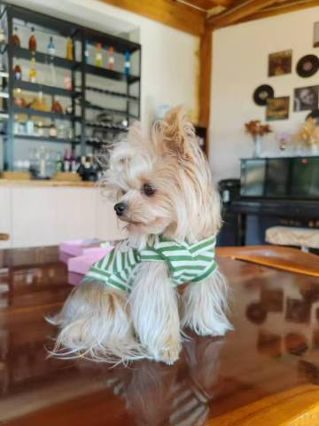 依山伴野·BBQ团建·亲子露营·休闲度假设计师美宿图片