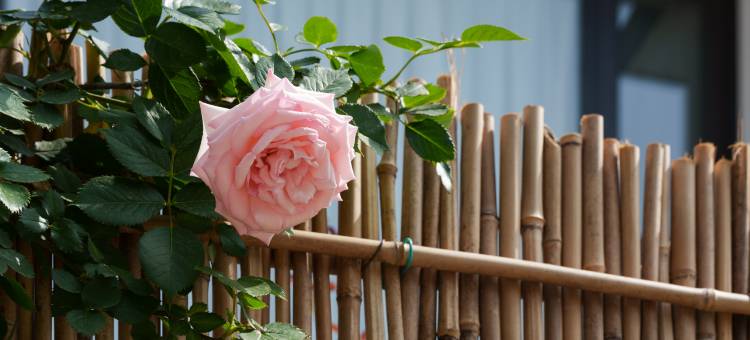 只此淀山湖·香泾小院·Living Beauty智能空间民宿图片