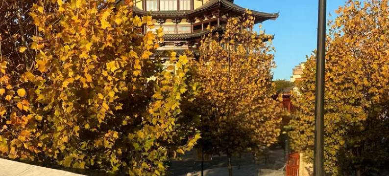 陶阳里梨园酒店图片