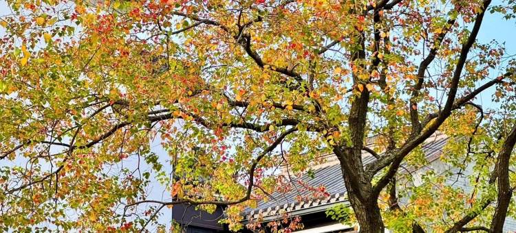 花筑·南京夫子庙老门东知否民宿(秦淮河景区店)图片