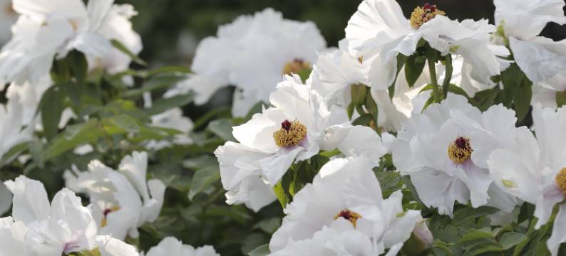 泰安梨园民宿图片