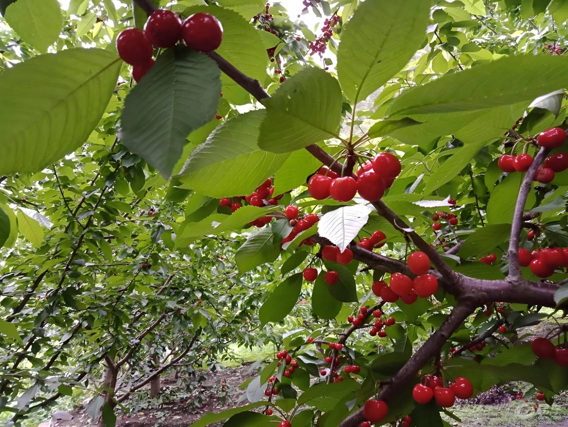 且停舎温泉民宿图片