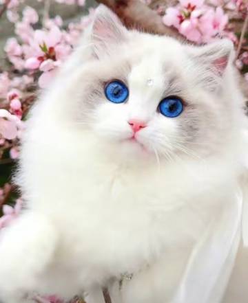 榕江枫桦丽致酒店(贵州村超足球场县人民政府政务服务中心店)图片