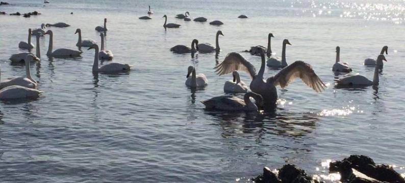 荣成悠享酒店(成山大道樱花湖店)图片