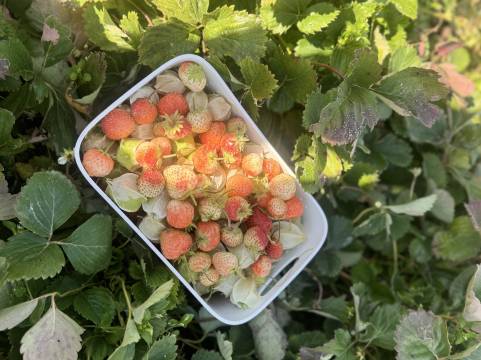 昭苏夏塔的院子民宿图片