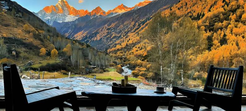 四姑娘山绿绒蒿MECONOPSIS金山庄园图片