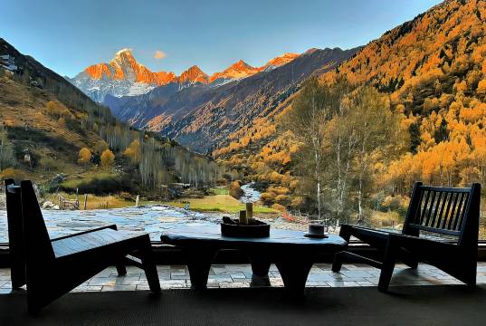 四姑娘山绿绒蒿MECONOPSIS金山庄园图片