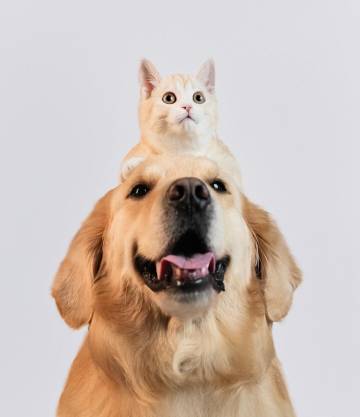 屿见YunXi丨云间花坞丨空中花园智控美宿(丽江古城忠义市场店)图片