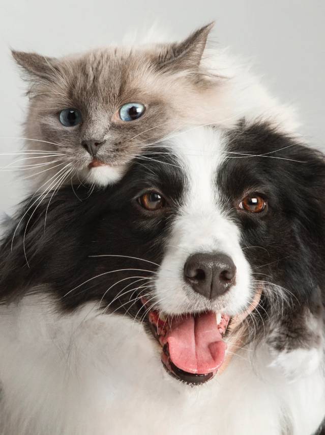 宁国梵舍·‌Van StayHaven亲子度假民宿(皖南川藏线板桥店)图片