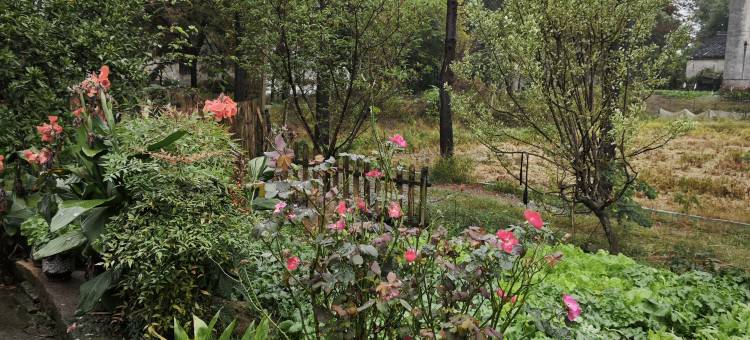 乌镇西栅慕云隐居民宿图片