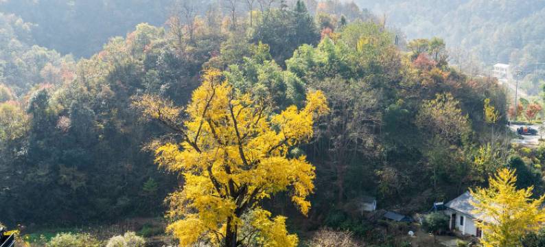 望春花開・森氧 Villa 度假别墅图片