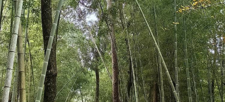 鹿鸣小苑民宿图片
