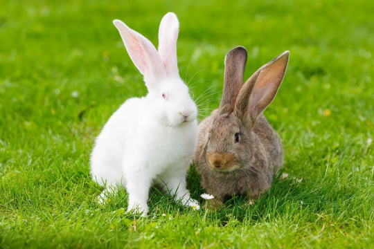 喜柿庄园度假酒店(阳朔十里画廊遇龙河店)图片