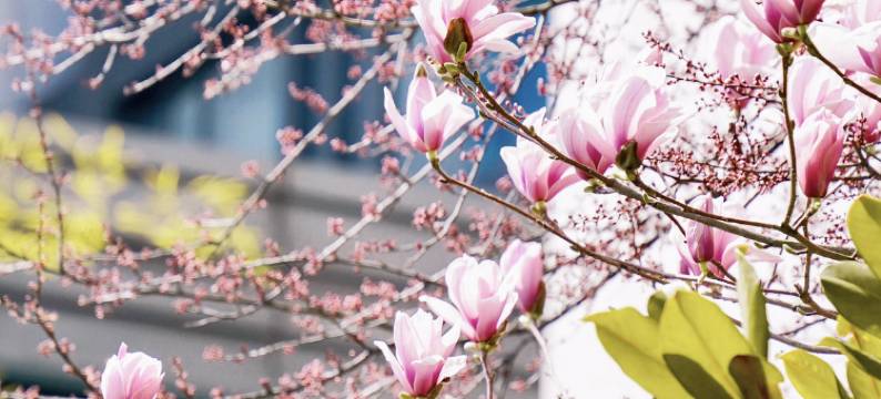 黄山昱城皇冠假日酒店图片