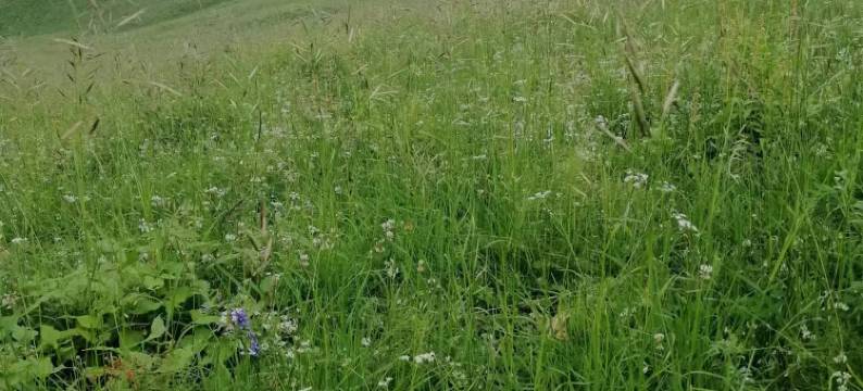 江布拉克小水山庄图片