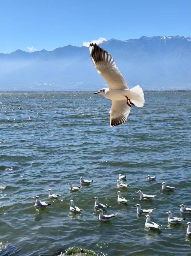 大理安邸·VILLA半山海景度假酒店(文笔村店)图片