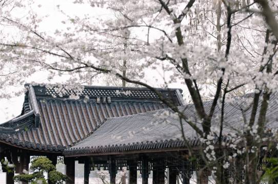 浙江西子宾馆·汪庄·西湖名园图片